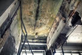 Best Mold Prevention Services  in USA